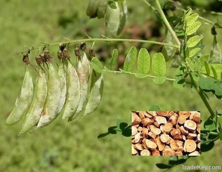 Astragalus Root Extract