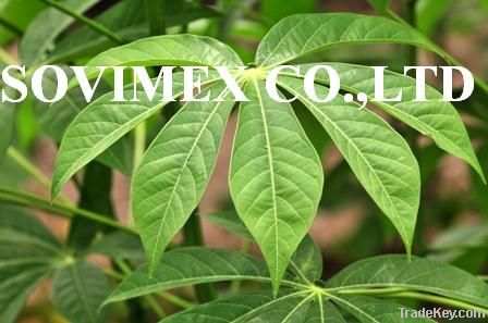 Cassava Leaf