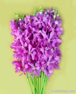 Fresh cut orchids flower wholesale, Mokara calipso