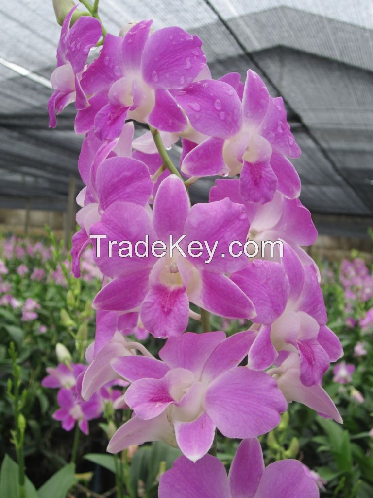 green dendrobium orchids,pink dendrobium orchid