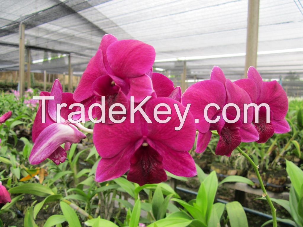 Fresh cut orchids, natural orchids flower plants