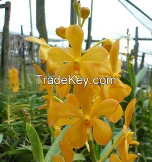 Orchids for sale,orchids wholesale,cut orchid wholesale