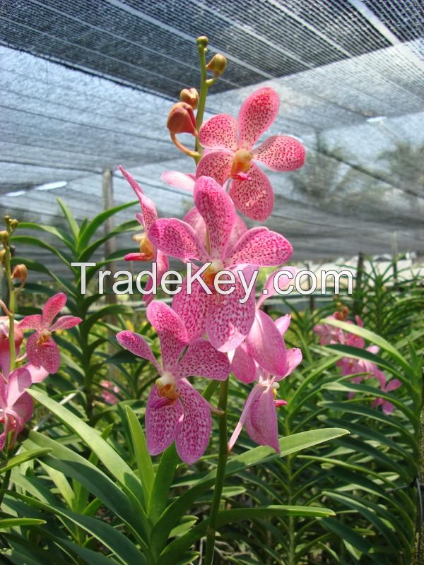 Orchids for sale,orchids wholesale,cut orchid wholesale