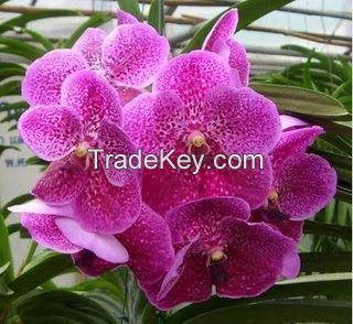 Orchids Flower For Sale