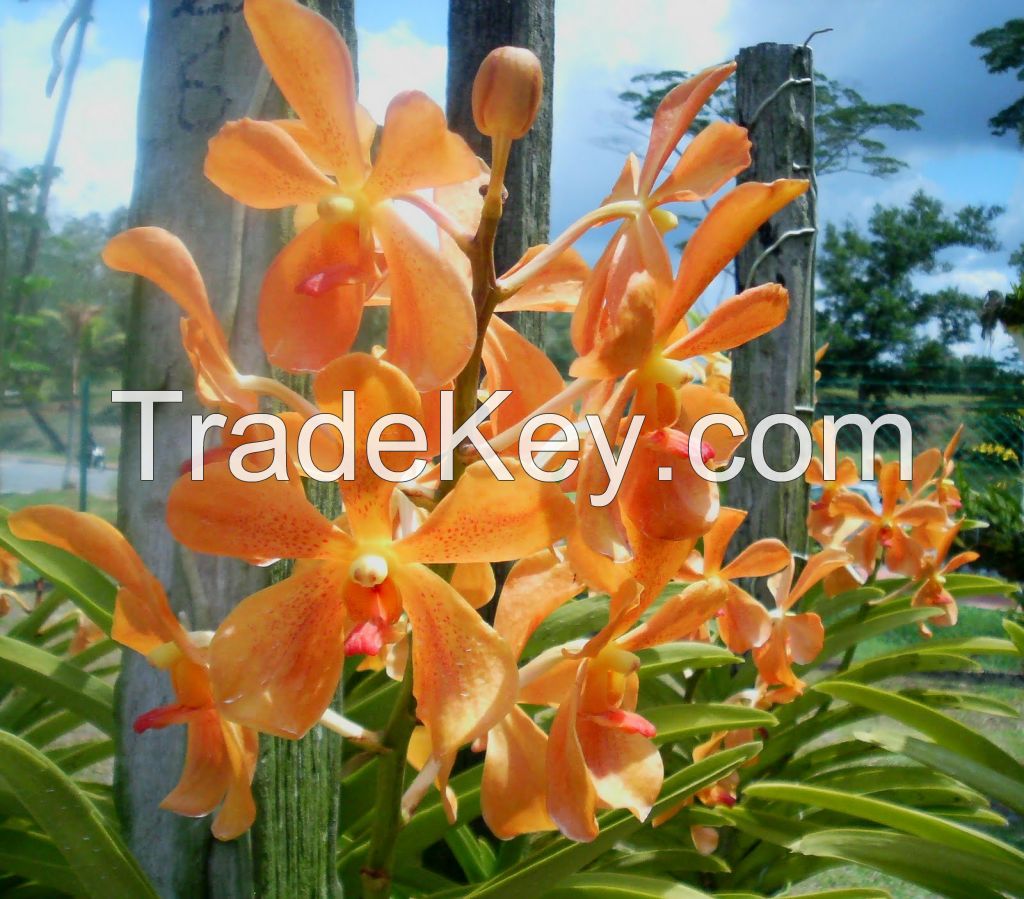 orchids flower for sale