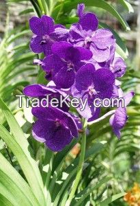 Orchids Flower For Sale