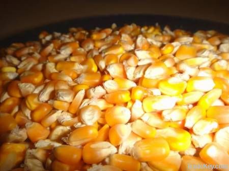 Maize | Maize Exporter | Corn Grain Seller | Maize Buyer | Bulk Maize Grain Importer | Corn bean Buyer | Corn bean Wholesaler | Corn Grain Manufacturer | Best Quality Corn Grain | Cheap Maize Supplier | Low Price Corn | Yellow Corn | White Cron | Baby Mai