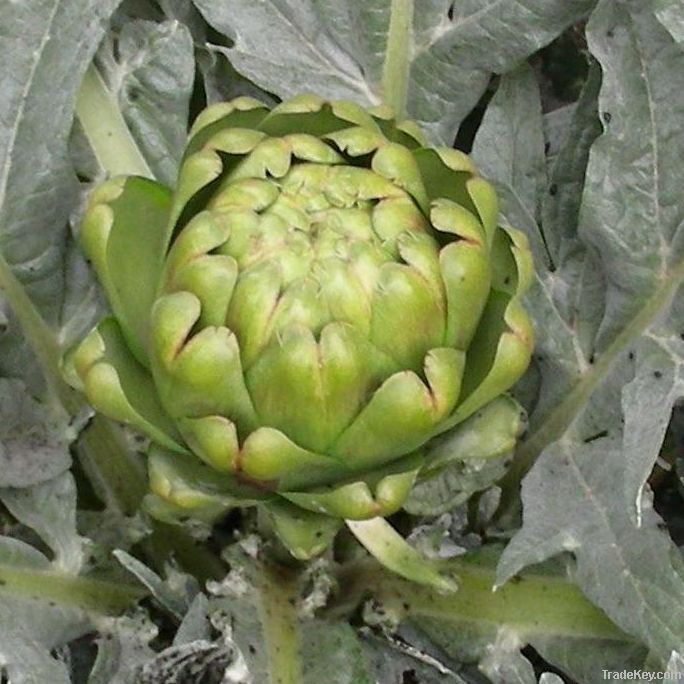 Artichoke Extract(2.5%-5% Cynarin UV)