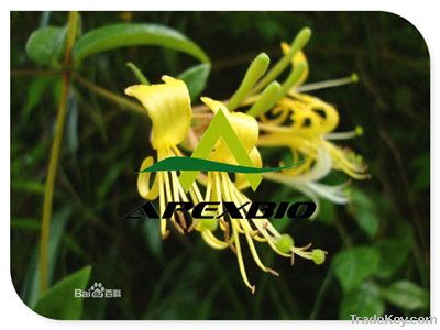 Honeysuckle Flower Extract(Chlorogenic Acid25%-90%, HPLC)