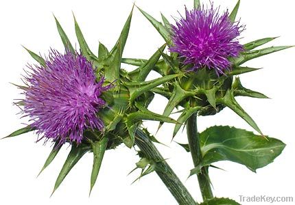 Milk thistle Extract, Silymarin Extract Powder