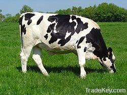 HOLSTEIN COWS