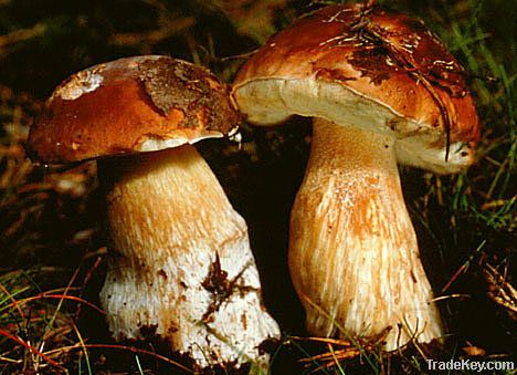 Natural Wild and Cultivated Mushrooms