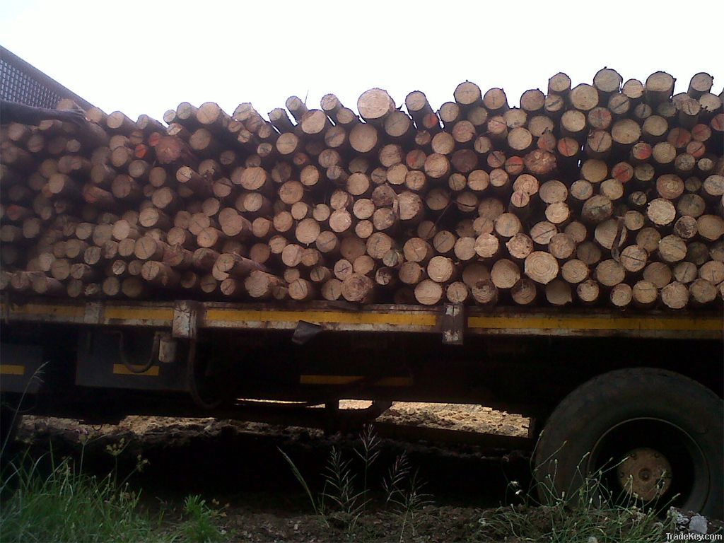 Pine Wood Timber