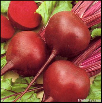 Beet Root Red colour