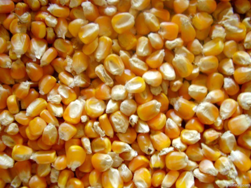 Yellow Corn