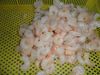 Frozen Pink Shrimp Peeled Undeveined Size 100/200
