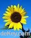 Refiend Sunflower oil, Tin ingot