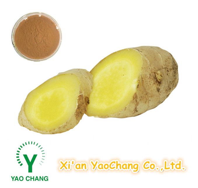 Ginger Root Extract Powder -- 5% Gingerols, HPLC