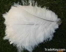 ostrich feather