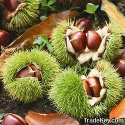 Organic Sweet Fresh Chestnut--the best Chinese Chestnuts Species