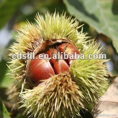 Fresh chestnut--new Crop