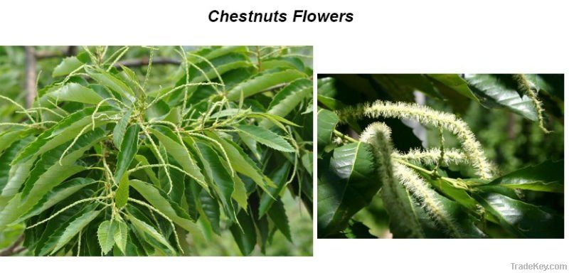 New crop Fresh Chestnuts--Kuancheng chestnuts