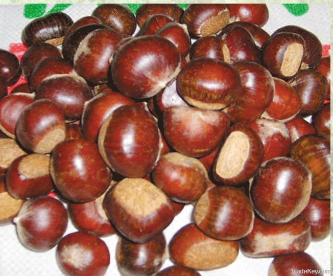 New Organic Fresh Chestnut