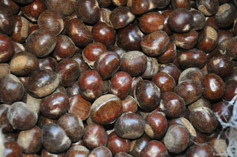 Fresh Chinese Chestnut