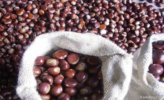 2012 Chinese Fresh Raw Chestnuts Package Chestnut for Sale