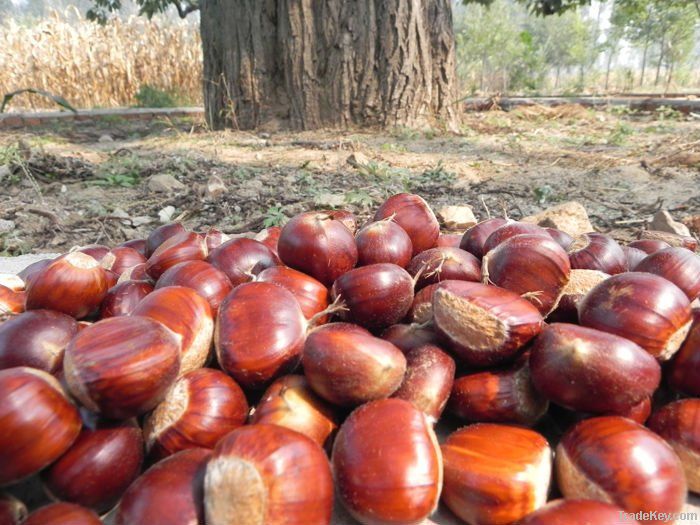 Chinese fresh chestnut in shell, biggest factory