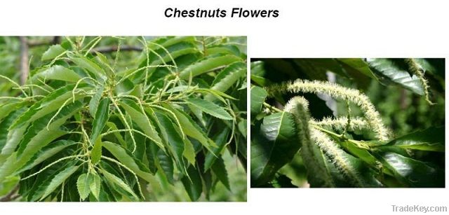 Fresh Chestnuts--New Crop