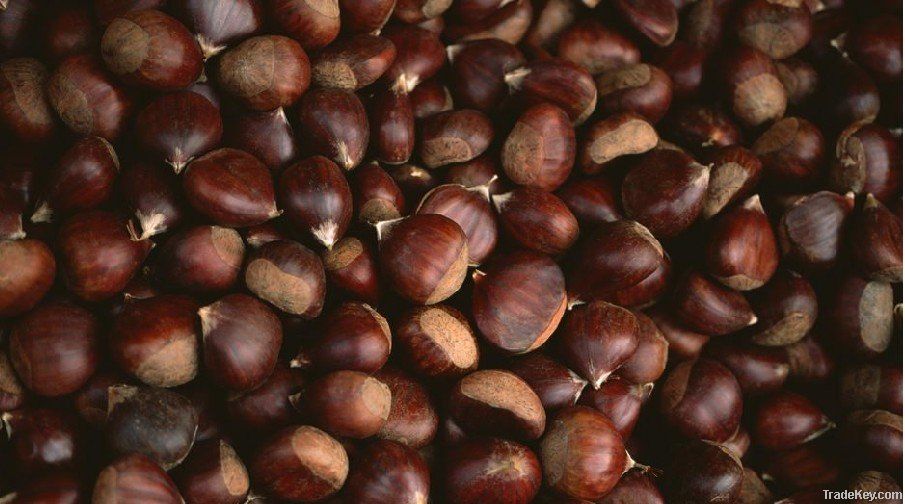 New Crop Fresh Chestnut Price in China