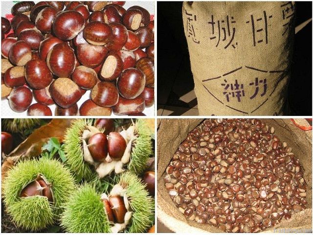 Organic Fresh Chestnut Nuts for sale