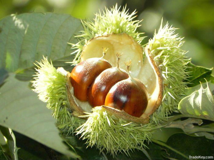 Best Organic Fresh Kuancheng Chestnuts for Sale