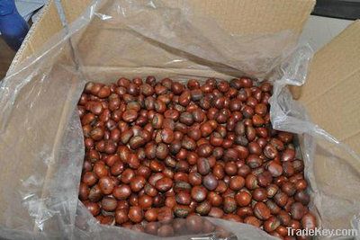 Quick Freezing Roasted Chestnuts in shell