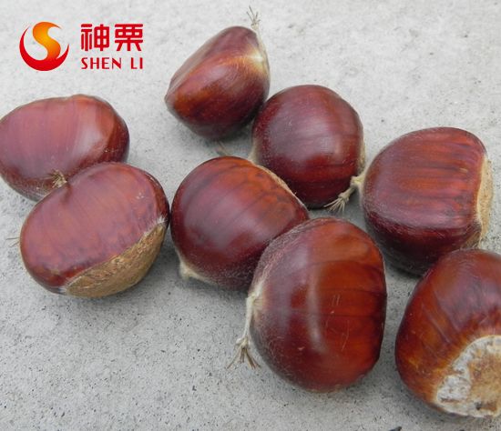 Organic best taste and quality Kuancheng chestnut