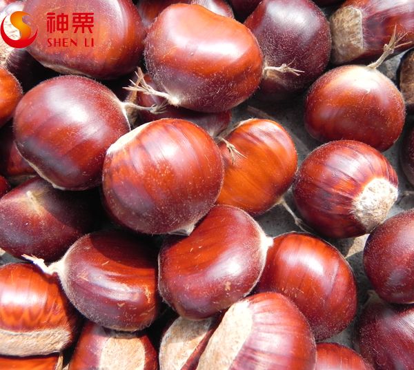 Organic best taste and quality Kuancheng chestnut