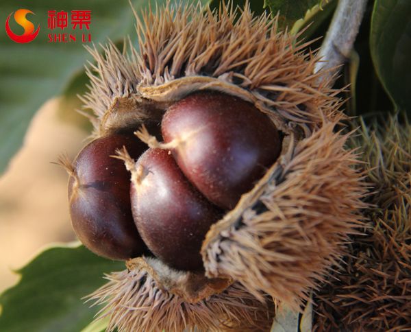 Organic chestnuts wholesale 