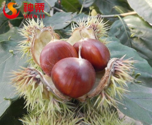 Best taste & quality fresh chestnuts