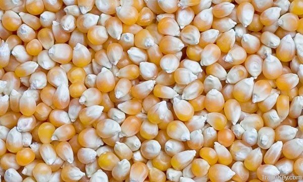 Yellow corn