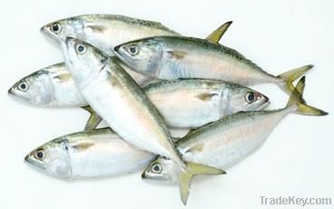 Indian mackerel (duyen.gmf)