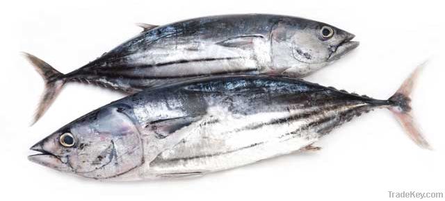 Skipjack Tuna whole round