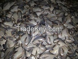 Fresh Export Quality Silver Pomfret (300gm++)