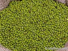 Green mung bean