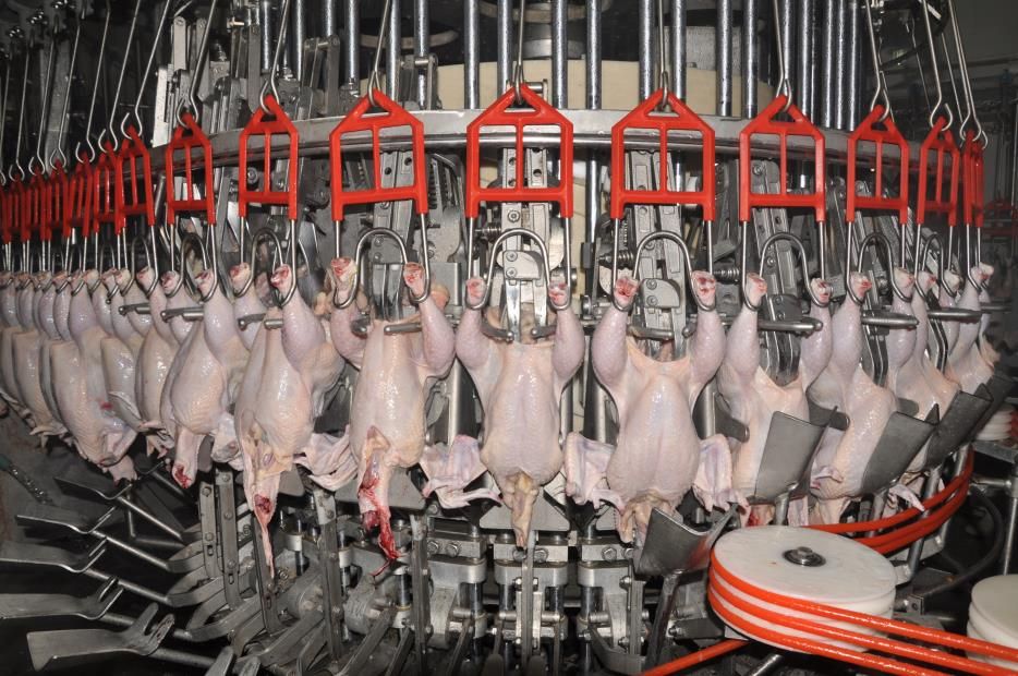 chicken slaughtering equipment