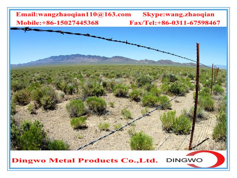 galvanized barbed wire, pvc coated wire, electrial galvanized galvanized wire, razor barbed wire, barbed razor wire