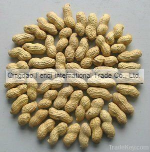 China Raw Peanut in shell