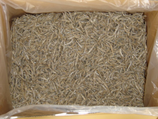 Dried Anchovy