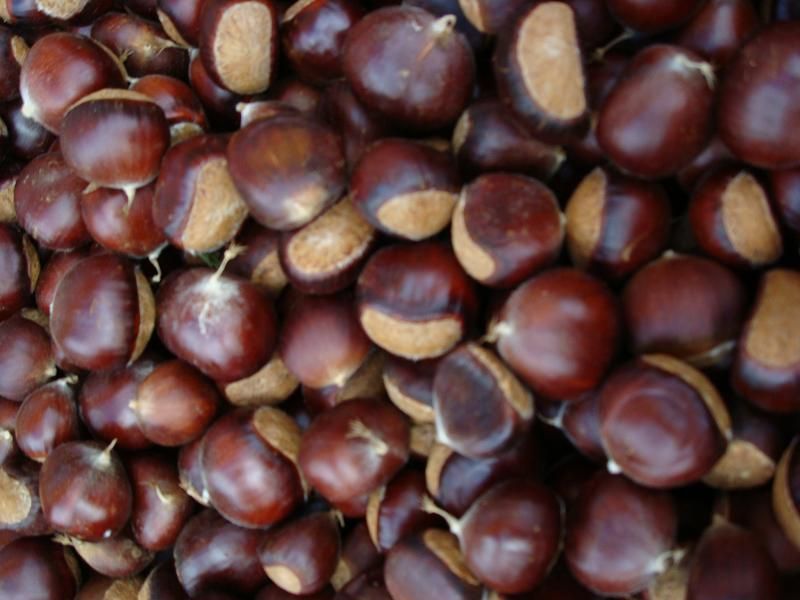 Chinese chestnut