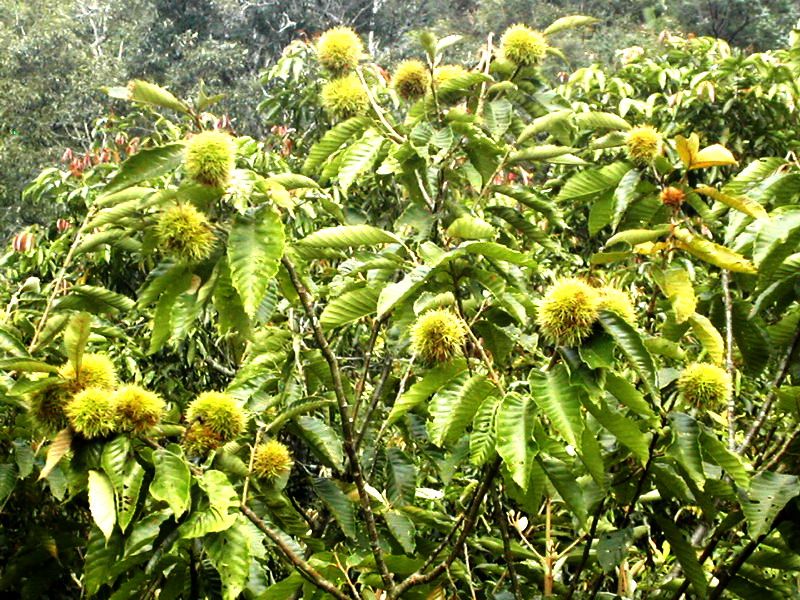 Chinese chestnut